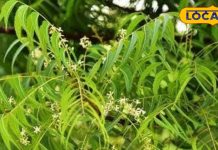 Neem Ayurvedic fayde cure of many diseases know health benefits – Bharat.one हिंदी
