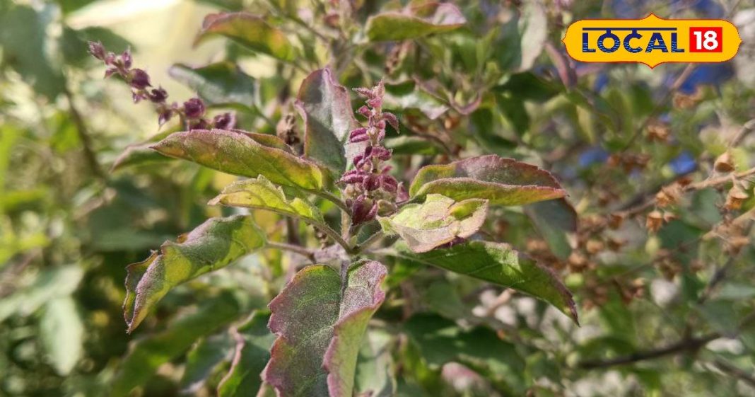 Hindu Death Rituals: आखिर मृत्यु के बाद मुंह में क्यों