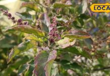 Hindu Death Rituals: आखिर मृत्यु के बाद मुंह में क्यों डाला जाता है तुलसी का पत्ता? गंगाजल भी होता है बहुत जरूरी