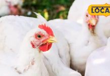 मुर्गियों में दिख रहे हैं ये लक्षण? करें ये काम,वरना पूरा फार्म बर्बाद हो सकता