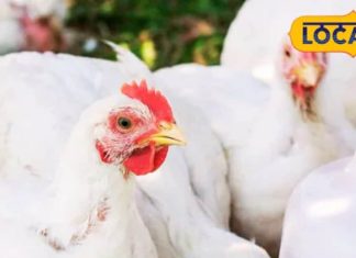 मुर्गियों में दिख रहे हैं ये लक्षण? करें ये काम,वरना पूरा फार्म बर्बाद हो सकता