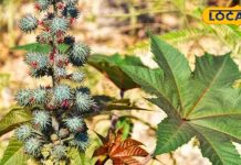 ये पौधा पाइल्स से लेकर घाव को भरने में कारगर, जानें इसके चमत्कारी फायदे – Bharat.one हिंदी