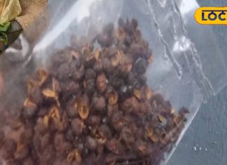 पाचन तंत्र को मजबूत करने में मददगार है ये बीज, जानें कैसे करें उपयोग – Bharat.one हिंदी