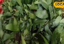 इन पत्तों को घर में रखना माना जाता है शुभ, सकारात्मक ऊर्जा की होगी वास – Bharat.one हिंदी