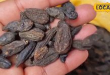 हिमालयी क्षेत्रों की कीमती जड़ी-बूटी, पाचन तंत्र सुधारे और दिल को बनाए मजबूत, जान लें सेवन का तरीका – Bharat.one हिंदी