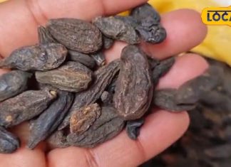 हिमालयी क्षेत्रों की कीमती जड़ी-बूटी, पाचन तंत्र सुधारे और दिल को बनाए मजबूत, जान लें सेवन का तरीका – Bharat.one हिंदी