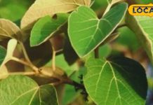 किसी चमत्कार से कम नहीं ये पेड़ और इसकी पत्तियां, 2 मिनट में उतार देते शराब का नशा – Bharat.one हिंदी
