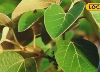 किसी चमत्कार से कम नहीं ये पेड़ और इसकी पत्तियां, 2 मिनट में उतार देते शराब का नशा – Bharat.one हिंदी