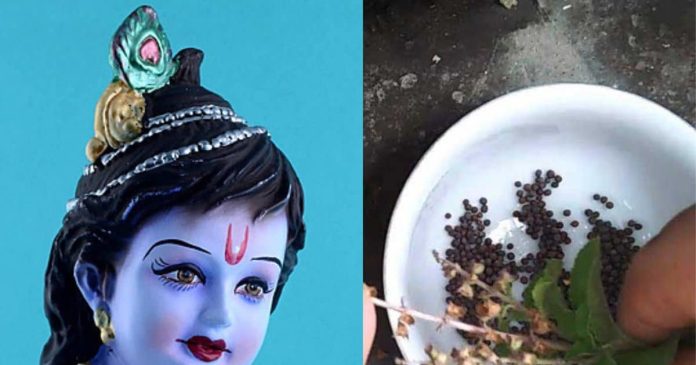 Laddu Gopal Puja Niyam: लड्डू गोपाल को बासी तुलसी का