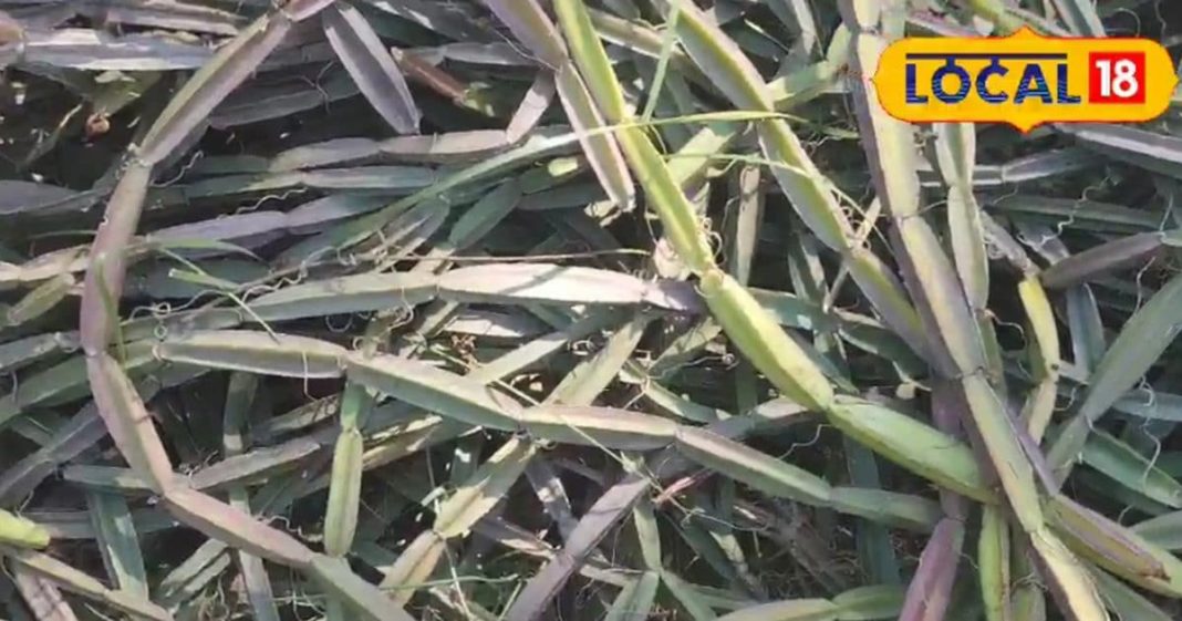 1000 mg का पेनकिलर भी नहीं दे पाएगा इतनी तेज आराम, इस जंगली पौधे से छूमंतर होगा हड्डी का भयंकर दर्द!