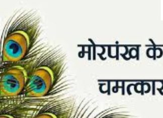 Peacock Feather Benefits:घर में मोरपंख रखने से कालसर्प दोष और बीमारियों के साथ आर्थिक तंगी से मिलेगी मुक्ति! जानें आसान उपाय