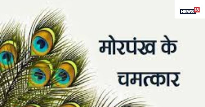 Peacock Feather Benefits:घर में मोरपंख रखने से कालसर्प दोष और