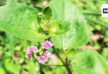 इस संसार में संजीवनी से कम नहीं है यह पौधा, शरीर में भर देता है खून, लिवर का कर देता है कायाकल्प