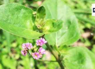 इस संसार में संजीवनी से कम नहीं है यह पौधा, शरीर में भर देता है खून, लिवर का कर देता है कायाकल्प