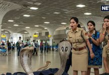 दिल्ली एयरपोर्ट पर बैग में मिले 22 सांप और 23 छिपकलियां, तीन गिरफ्तार