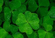 शरीर की हड्डियों और मसल्स को फौलाद बना देता है यह हरा साग, लुंज-पुंज नसों में भी भर देता है नई जान, हर अंग पर असर