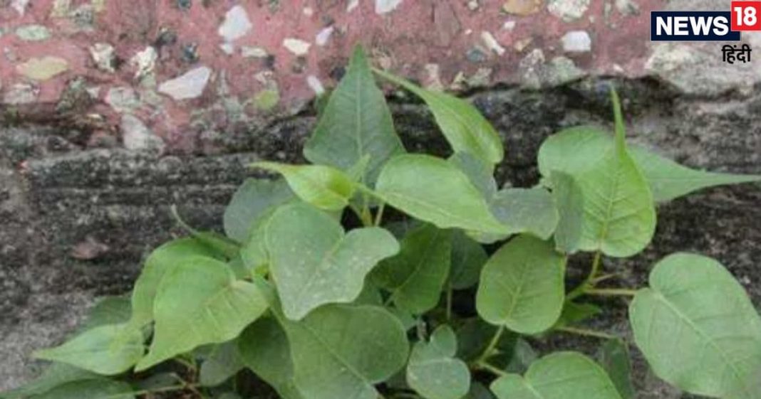 Vastu Tips: घर की दीवार पर उग आया है पीपल का पेड़, तो हो जाएं सावधान ! इस उपाय से खत्म हो जाएगा दोष