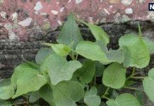 Vastu Tips: घर की दीवार पर उग आया है पीपल का पेड़, तो हो जाएं सावधान ! इस उपाय से खत्म हो जाएगा दोष