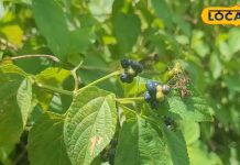 घर पर बना सकते हैं यह स्पेशल ड्रिंक, शरीर से थकान होगी दूर, आएगी पहलवानों जैसी ताकत ! – Bharat.one हिंदी