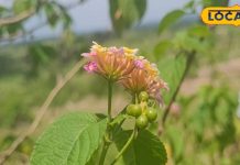 बवासीर के दर्द और सूजन में वन तुलसी लाभकारी, चबाने मात्र से मिलेगी राहत – Bharat.one हिंदी