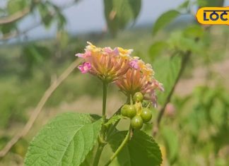 बवासीर के दर्द और सूजन में वन तुलसी लाभकारी, चबाने मात्र से मिलेगी राहत – Bharat.one हिंदी