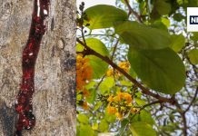 आंतों की अंदर से सफाई कर देगा इस लकड़ी का पानी, रात में भीगो कर सुबह करें सेवन, शुगर-कोलेस्ट्रॉल पर भी लगेगा लगाम