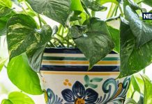 कहीं आप भी तो मनी प्लांट के साथ ऐसी गलती तो नहीं कर रहे, फायदे के चक्कर में होगा नुकसान