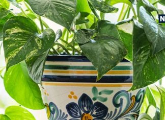 कहीं आप भी तो मनी प्लांट के साथ ऐसी गलती तो नहीं कर रहे, फायदे के चक्कर में होगा नुकसान