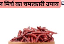 Astro Tips: लाल मिर्च का ये उपाय बना देगा आपके सारे बिगड़े काम, तरक्की के भी खुलेंगे रास्ते