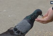 कबूतरों को दाना खिलाने से कौन से ग्रह होते हैं शांत? क्या इससे होती है किसी पुण्य की प्राप्ति