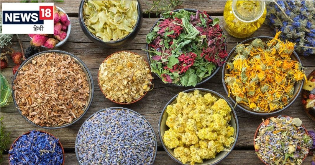 सिर से लेकर पैर तक के लिए फायदेमंद ये 5 फूल, औषधीय गुणों का खजाना, पाचन, दिल, त्वचा रोग रखे दूर