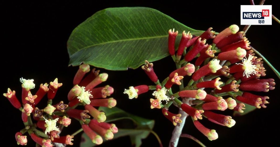 लौंग के फायदे: क्रोनिक बीमारियों से बचाव और लिवर की सुरक्षा.