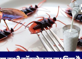 कॉकरोच दूध: पोषण का खजाना, वैज्ञानिकों की नई खोज