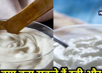 क्या है दही और योगर्ट में अंतर! 90% लोग समझते हैं एक ही… यहां जानें दोनों के फायदे