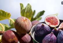 अंजीर को तो छोड़ ही दीजिए… इसकी पत्तियां खाकर देखिए, सेहत को होंगे 6 फायदे!