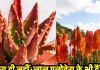 हरा ही नहीं, लाल भी होता है एलोवेरा, फायदे में भी दोगुना… शुगर के मरीज जरूर पढ़ें ये खबर
