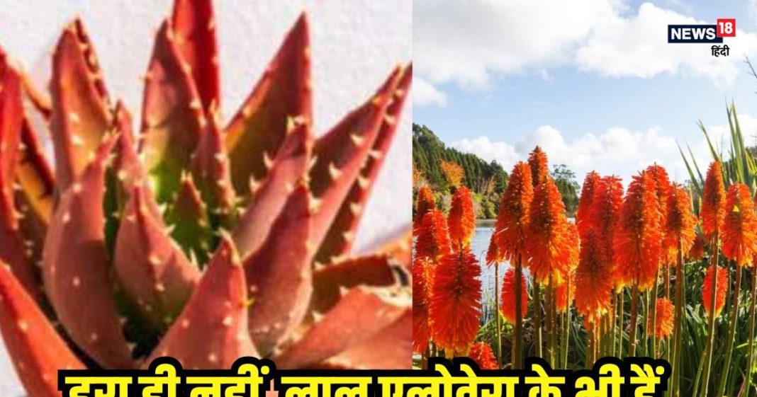 हरा ही नहीं, लाल भी होता है एलोवेरा, फायदे में भी दोगुना… शुगर के मरीज जरूर पढ़ें ये खबर
