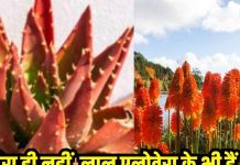 हरा ही नहीं, लाल भी होता है एलोवेरा, फायदे में भी दोगुना… शुगर के मरीज जरूर पढ़ें ये खबर