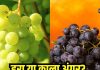 क्या है हरे और काले अंगूर में अंतर? 90% लोग नहीं जानते दोनों में से हेल्दी कौन… आप जानते हैं इस सवाल का जवाब!