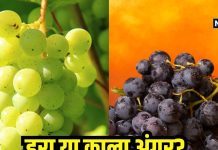 क्या है हरे और काले अंगूर में अंतर? 90% लोग नहीं जानते दोनों में से हेल्दी कौन… आप जानते हैं इस सवाल का जवाब!