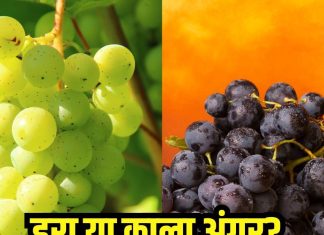 क्या है हरे और काले अंगूर में अंतर? 90% लोग नहीं जानते दोनों में से हेल्दी कौन… आप जानते हैं इस सवाल का जवाब!