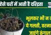 आपके घर में भी है ऐसा गमला, तो जल्द करें यह काम, नहीं तो आएगी दरिद्रता, परिजन हो जाएंगे बीमार!