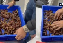 दिल्ली एयरपोर्ट पर छुहारों में छिपा सोना बरामद, एक व्यक्ति गिरफ्तार.