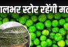 सर्दियों की हरी मटर को सालभर कैसे स्टोर करें? अपनाएं ये आसान ट्रिक, नहीं खरीदने पड़ेंगे बाजार के फ्रोजन पैकेट
