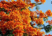 ये पेड़ फूलों का बाग है या सेहत का संसार? लकड़ी, फूल-फल हमें सेहतमंद रखने में कारगर! जानें इसके 5 बड़े फायदे