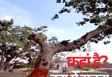 Mysterious Tree: कहां है हवा में झूलता पेड़?, इससे जुड़ी है लोगों की आस्था, जानें इस चमत्कार के पीछे का रहस्य