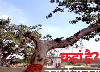 Mysterious Tree: कहां है हवा में झूलता पेड़?, इससे जुड़ी है लोगों की आस्था, जानें इस चमत्कार के पीछे का रहस्य