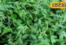 30 दिन में असर दिखाएगी ये हरी साग! कंट्रोल होगी डायबिटीज, हार्ट अटैक से बचाएगी और आंखों को बनाएगी तेज