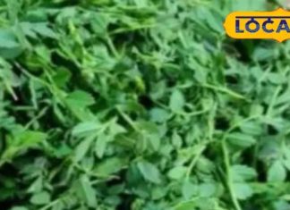 30 दिन में असर दिखाएगी ये हरी साग! कंट्रोल होगी डायबिटीज, हार्ट अटैक से बचाएगी और आंखों को बनाएगी तेज