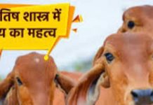 Cow Tail Benefits: गाय की पूंछ के बाल से दुर्भाग्य, कालसर्प दोष और पितृ दोष से मिलेगी मुक्ति! जानें इससे होने वाले दूसरे लाभ